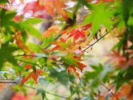 赞美满山红叶的词句 秋天满山红叶唯美的句子