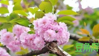 表达春天的愿望的词句 形容春天给予人希望的句子