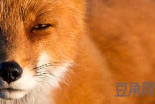 描述狐狸精的词句 描述狐狸精的句子